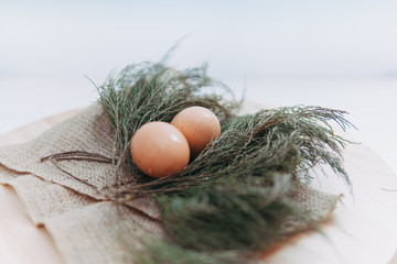 chicken eggs on green evergreen leaves