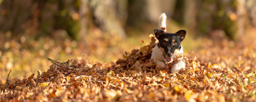 Little Jack Russell Terrier dog has a lot of fun in autumn leaves and is playing alone with leaves