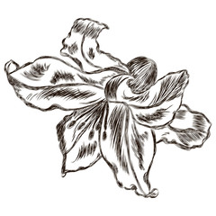 Flower of the lily is painted in pencil. Vector illustration.