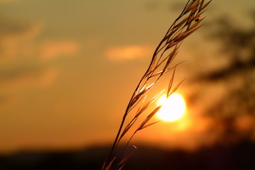 sunset over wheat field