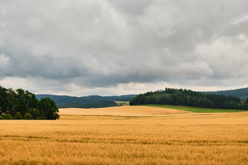 Obraz premium Yellow growth on field