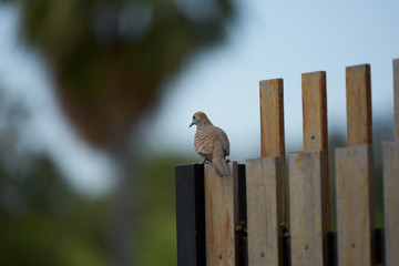 brown pigeon on wooden fence