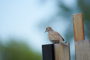 brown pigeon on wooden fence looking for food