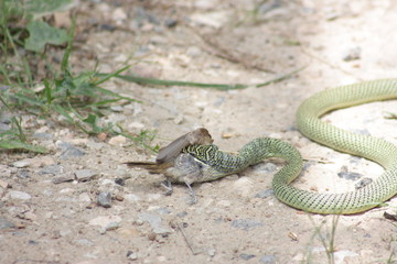 Snakes eat birds as food.