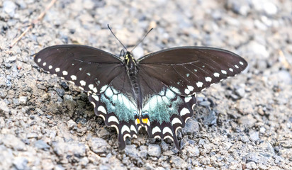 spice bush swallowtail