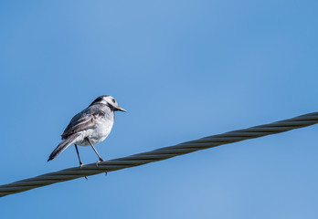 Female White Wagtail Motacilla alba sitting on eletric wire against a blue sky background. Copy space