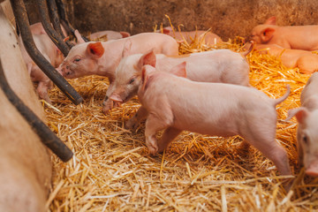 young piglets in agricultural livestock farm