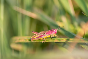 Pinkfarbener Grashüpfer (ein modebewusstes Weibchen?) auf Brautschau und Partnersuche im Gras und Gebüsch