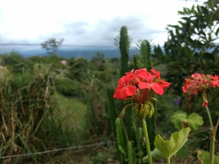 red poppies on background of blue sky