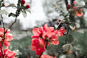 red flower on a blurred background. background image beautiful color of petals