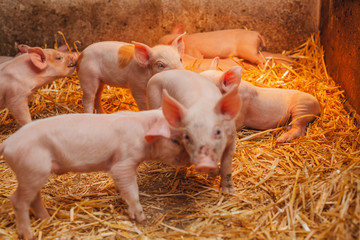 young piglets in agricultural livestock farm