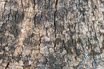 Wood texture abstract natural background