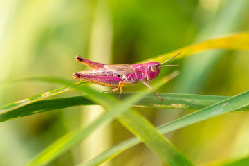 Pinkfarbener Grashüpfer (ein modebewusstes Weibchen?) auf Brautschau und Partnersuche im Gras und Gebüsch