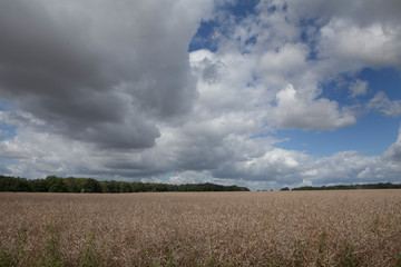 Mecklenburg Vorpommern. Countryside. Fields clouds