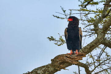 The bateleur (Terathopius ecaudatus)