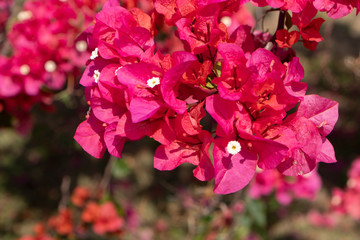 Red and pink  Bougainvillea flowers blooming macro shot in Shenzhen city, China