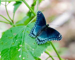 red spotted purple butterfly on leaf