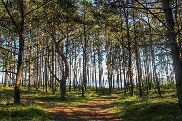 Obraz premium morning in the forest