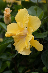 Yellow canna or canna lily flower blossom in Hongkong city