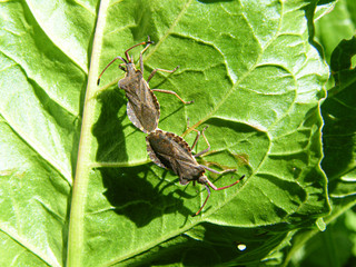 insetos