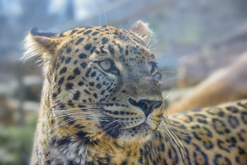 Cheetah, Acinonyx jubatus, a large cat with slender body, a small rounded head, deep chest, long thin legs and long spotted tail. Close up Portrait