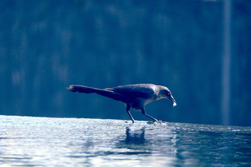 Vogel an Wassertränke