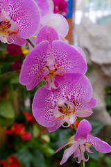 Pink moth orchid flower blossom in Guangzhou city, China