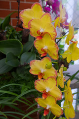 Yellow red moth orchids blossom in Guangzhou city, China