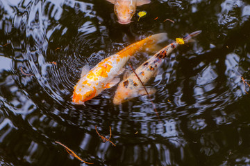 Golden fish, red fish or fenced carp swimming in water pond in Guangzhou city, China