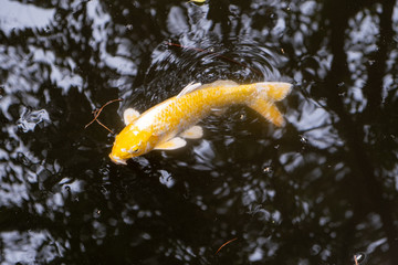 Golden fish, yellow fish or fenced carp swimming in water pond in Guangzhou city, China
