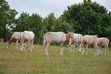 Obraz na płótnie Canvas Oryx algazelle