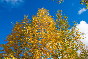 Fall leaves with blue sky in Yellowknife, Northwest Territories, Canada
