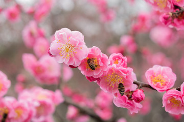 Fototapeta na wymiar Sakura tree blossom pink flowers the bee pollinating collects nectar macro shot in Shanghai botanic garden, China