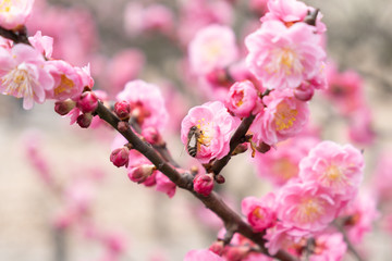 Obraz premium Sakura tree blossom pink flowers the bee pollinating collects nectar macro shot in Shanghai botanic garden, China