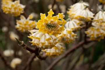 Yellow edgeworthia chrysantha flower blossom macro shot