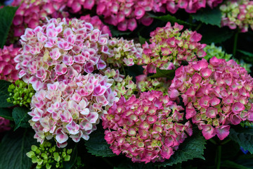 Close up of a pink hydrangea macrophylla flowers in full bloom in a garden with fresh green leaves in the background