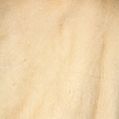 Texture of natural light gentle beige fur