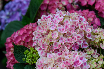 Close up of a pink hydrangea macrophylla flowers in full bloom in a garden with fresh green leaves in the background