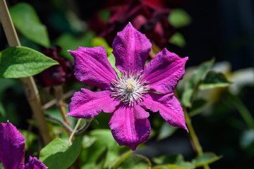 One purple clematis flowers in a sunny spring garden, close up, top view
