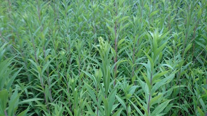 Hannover. Natur. Park.