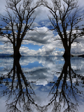 Zwei kahle Bäume, vertikal und horizontal gespiegelt-photomontage-frank-xavier-austria