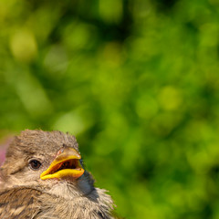 Upper body of a sparrow (Passeridae) in close-up with plenty of space for text in front of green background.