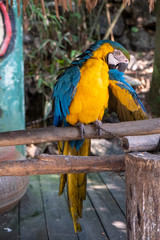 Nailed macaw  blue yellow parrot seating on a log and cleans a wing