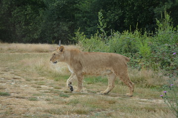 Lionne