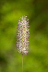 Phleum pratense - Timothy Grass