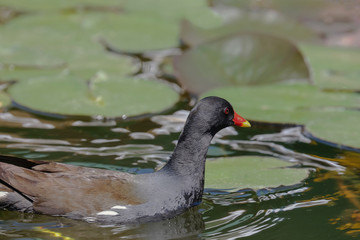 Teichhuhn auf dem Wasser, Gallinula chloropus