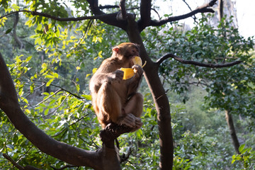 Monkey seating on tree branch and eating banana, Guilin city, China