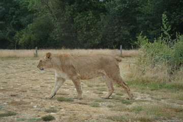 Lionne