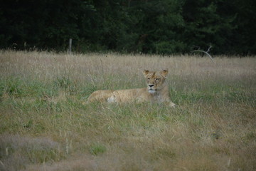 Lionne