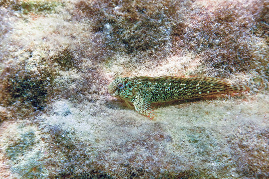 Portrait Of Cute Blenny fish, Close up